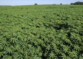 Estudo sobre floração pode impulsionar safras de mandioca