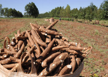 Cultivo de mandioca ganha eficiência e movimenta economia no Paraná