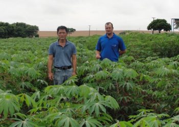 ATIMOP e IDR-Paraná atuam para levar conhecimento aos produtores