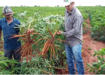 O que é, e qual a importância de conhecer a curva de amido de mandioca?