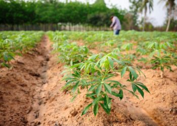 Épocas de plantio para a cultura da mandioca