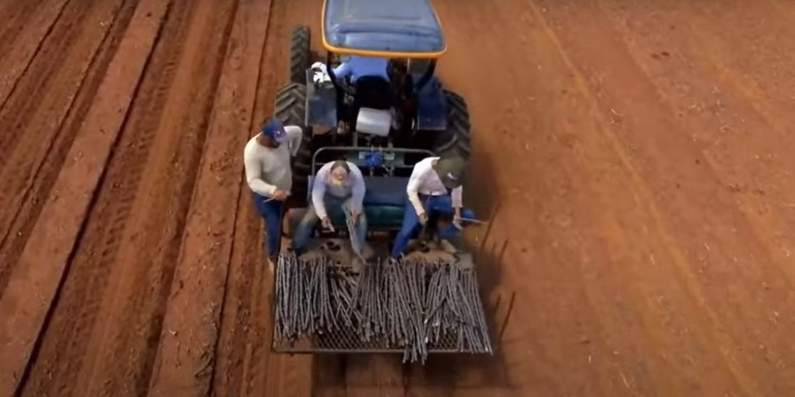 Cultivares para farinha e fécula são lançadas pela Embrapa Cerrados