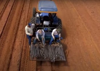 Cultivares para farinha e fécula são lançadas pela Embrapa Cerrados
