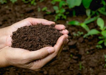 Calagem beneficia a cultura da mandioca sem interferir negativamente no cozimento de suas raízes