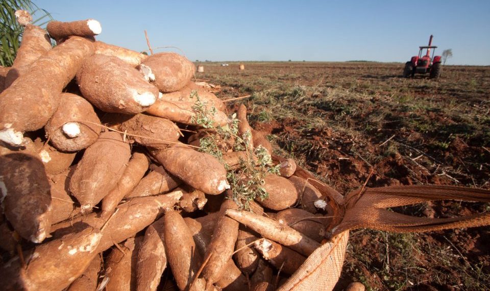 Mudanças no comércio mundial de mandioca e derivados e oportunidades para o Brasil