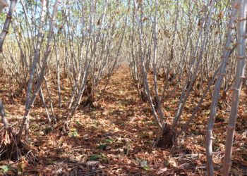Vantagens do plantio direto da mandioca serão apresentados em minicurso