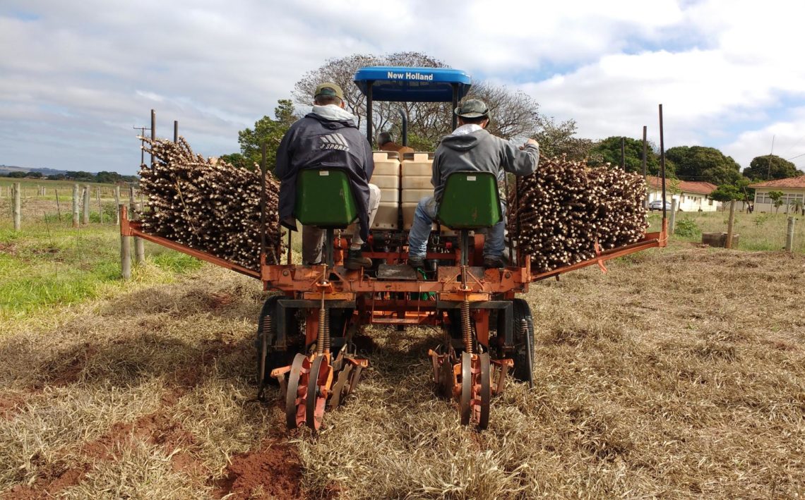 A sustentabilidade da produção de mandioca em sistemas integrados de produção