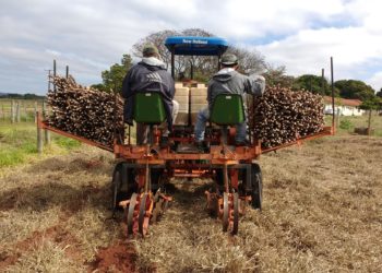A sustentabilidade da produção de mandioca em sistemas integrados de produção