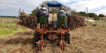 A sustentabilidade da produção de mandioca em sistemas integrados de produção