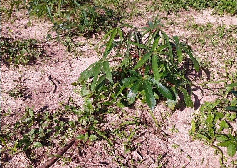 Herbicidas do Futuro - Kyojin da IHARA - Chega de ervas daninhas na lavoura  