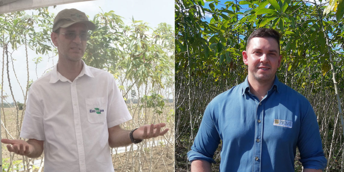 Webinar divulga características de mandioca para uso industrial