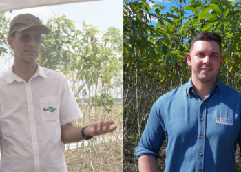 Webinar divulga características de mandioca para uso industrial