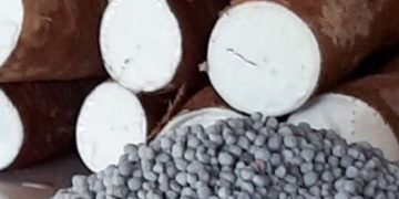 Como o Agro Mandioca articulou a adubação fosfatada para o Arenito Caiuá