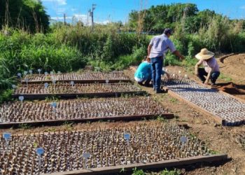 Empaer desenvolve novo método para multiplicação de mudas de mandioca