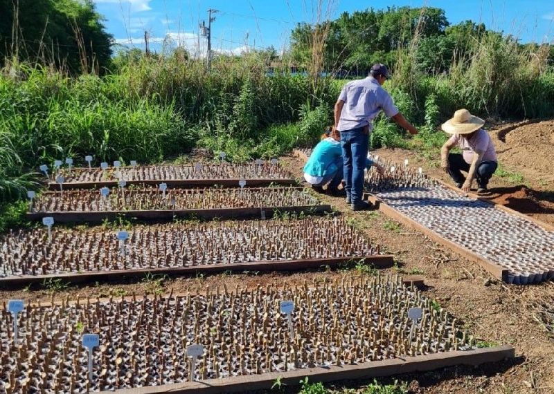 Empaer desenvolve novo método para multiplicação de mudas de mandioca