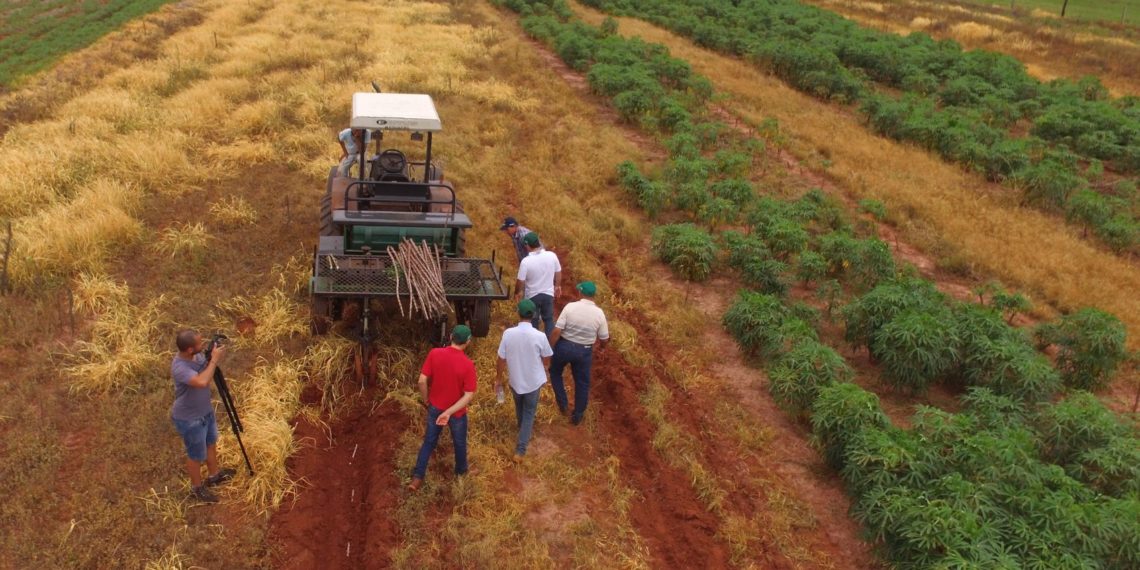 Congresso define painel sobre a mecanização da mandioca