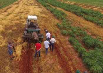 Congresso define painel sobre a mecanização da mandioca