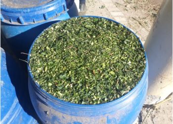 Mandioca e derivados na alimentação animal será tema de painel em Congresso