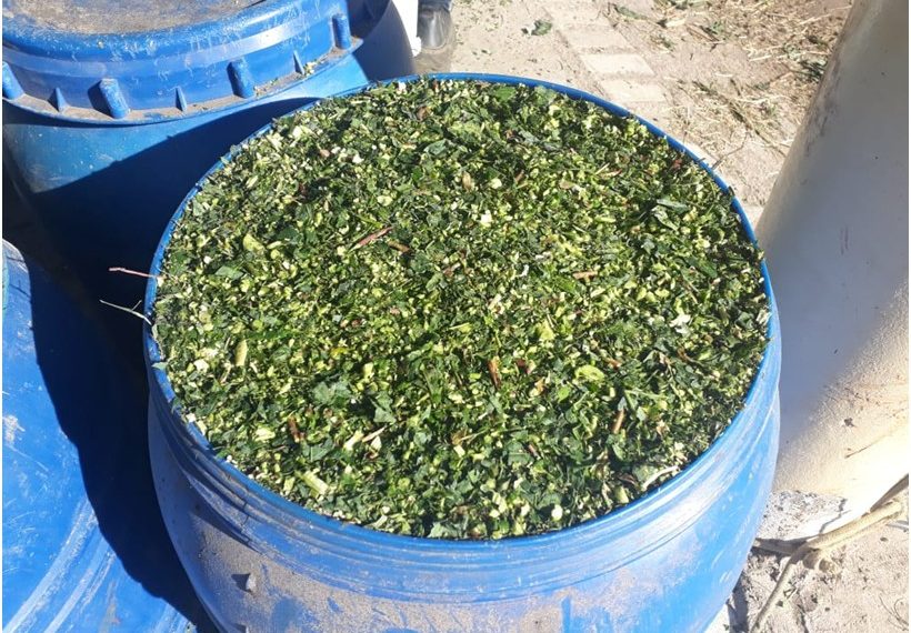 Mandioca e derivados na alimentação animal será tema de painel em Congresso