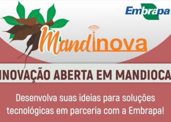 Sai o resultado de edital sobre mandioca