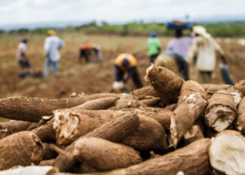 Área plantada de mandioca deve crescer 15% em Goiás