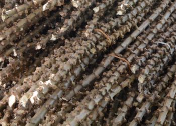 IAC lança novas variedades de mandioca