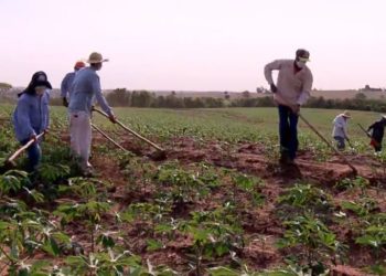 Paraná vai ter redução de 10% da área plantada com mandioca