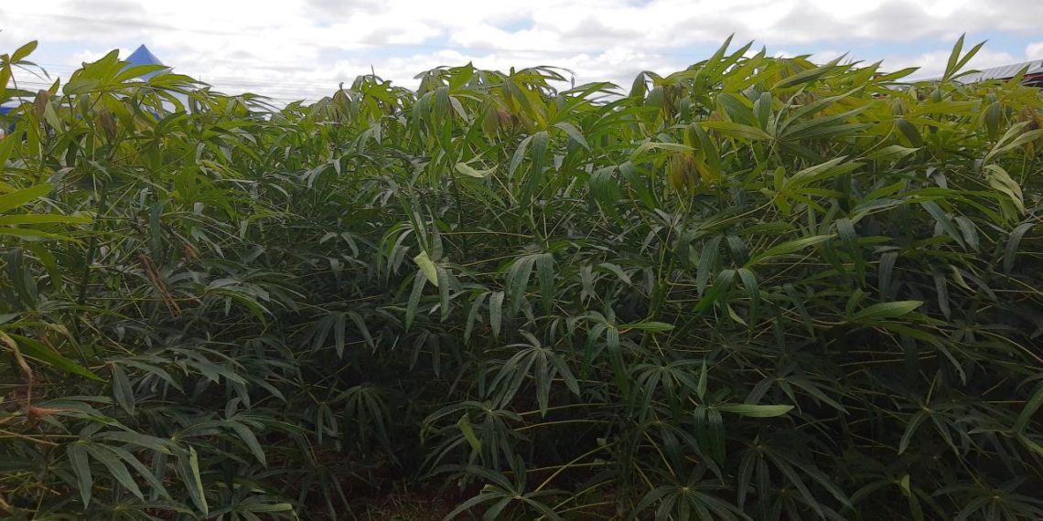 Técnica inovadora de plantio de mandioca