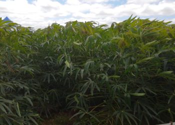 Técnica inovadora de plantio de mandioca