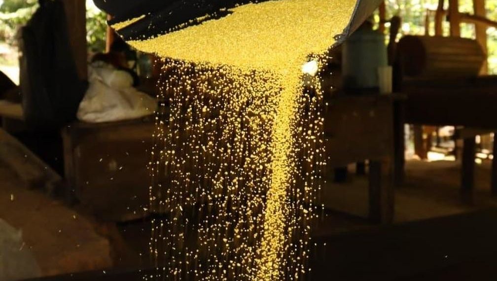 No AM, professor desenvolve farinha de mandioca para celíacos e atletas