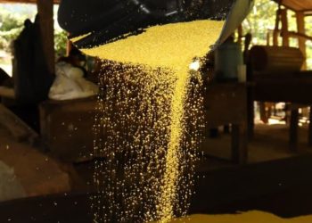 No AM, professor desenvolve farinha de mandioca para celíacos e atletas