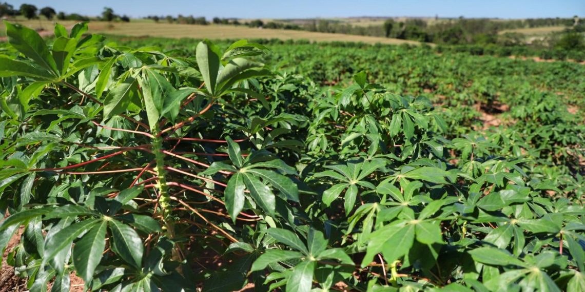 Seab faz estudo técnico sobre a mandioca e divulga perspectivas
