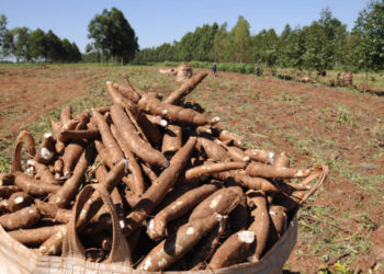 Pará teve safra recorde de mandioca em 2021