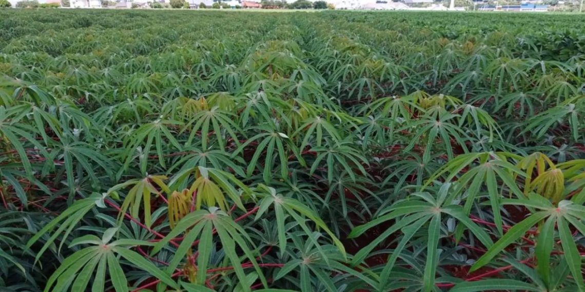 Mandiocultura supera seca, mas perde espaço em Marechal Rondon