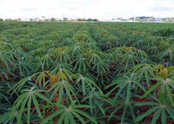 Mandiocultura supera seca, mas perde espaço em Marechal Rondon