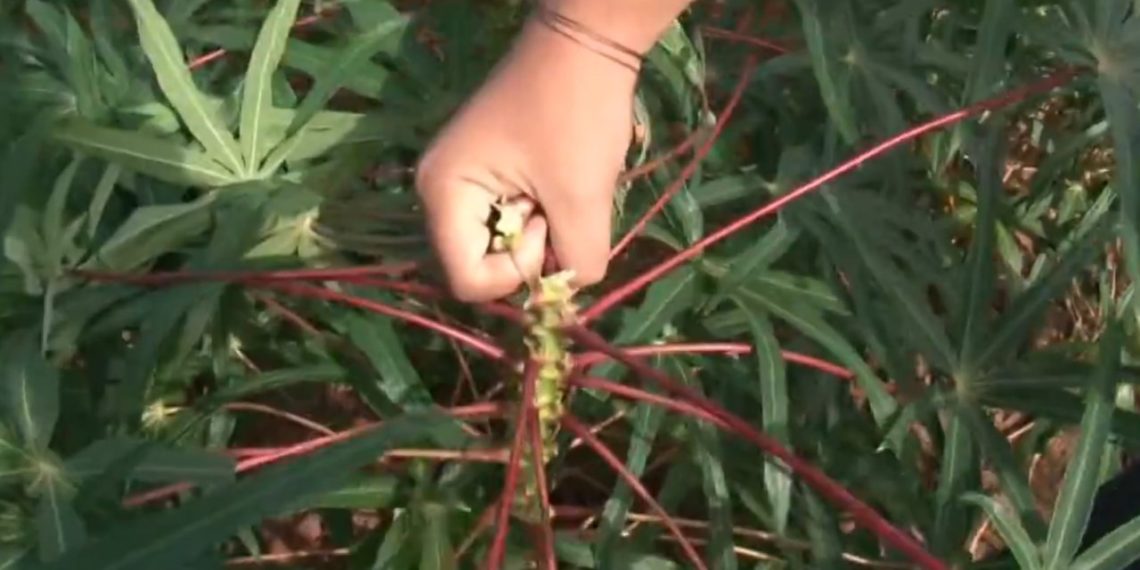 Paraná: Fatores climáticos e econômicos prejudicam produtores de mandioca