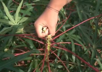 Paraná: Fatores climáticos e econômicos prejudicam produtores de mandioca