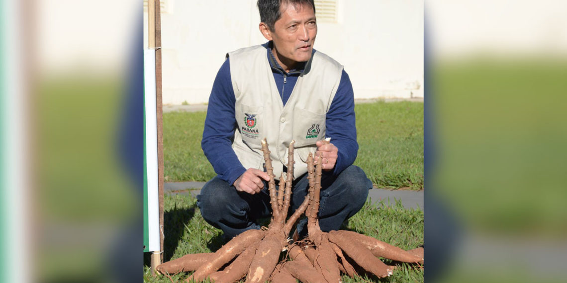 Reunião da ABAM vai tratar do baixo rendimento da mandioca