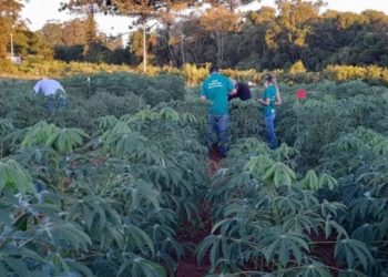 No Rio grande do Sul, pesquisadores avaliam consórcio mandioca X feijão