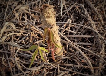 Intempéries climáticas são as principais causas na queda de renda da mandioca
