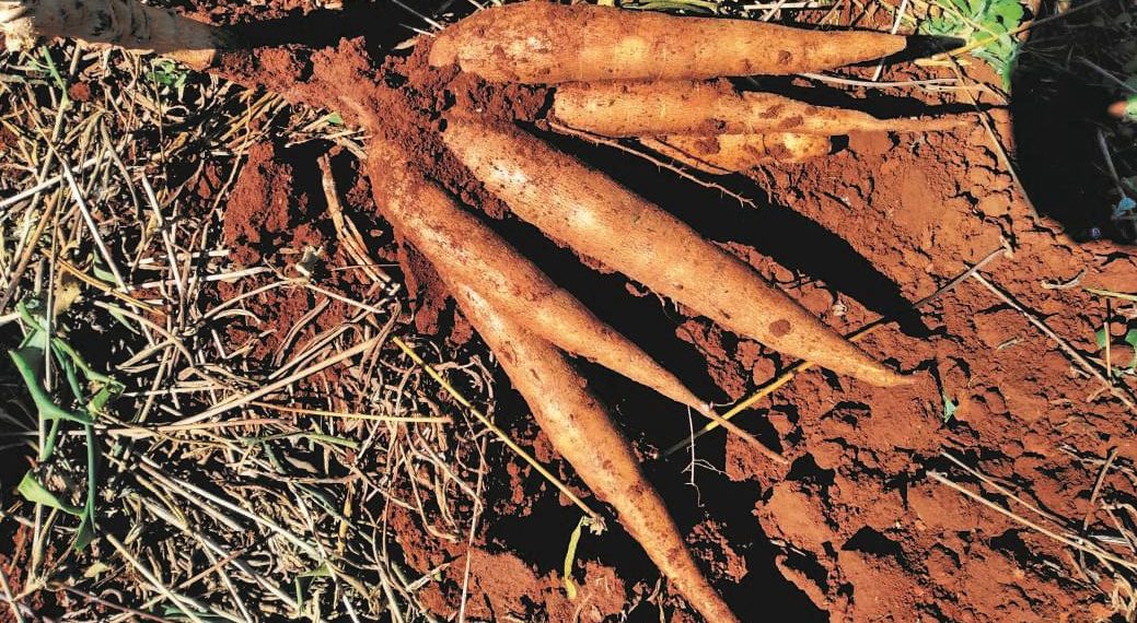 Mandioca: IDR-PR apresentará no Show Rural a cultivar IPR Paraguainha