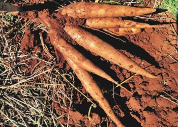 Mandioca: IDR-PR apresentará no Show Rural a cultivar IPR Paraguainha