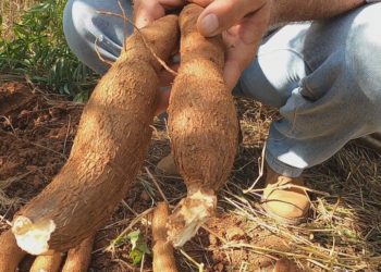 Exportação de fécula cresce 80% no Paraná, diz Ministério da Agricultura