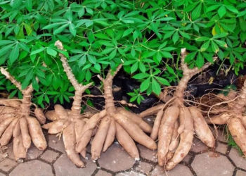 A mandioca, a guerra e a segurança alimentar do Brasil e do mundo