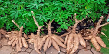 A mandioca, a guerra e a segurança alimentar do Brasil e do mundo