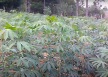 Farinha de folha de mandioca biofortificada com 50 vezes mais ferro vegetal