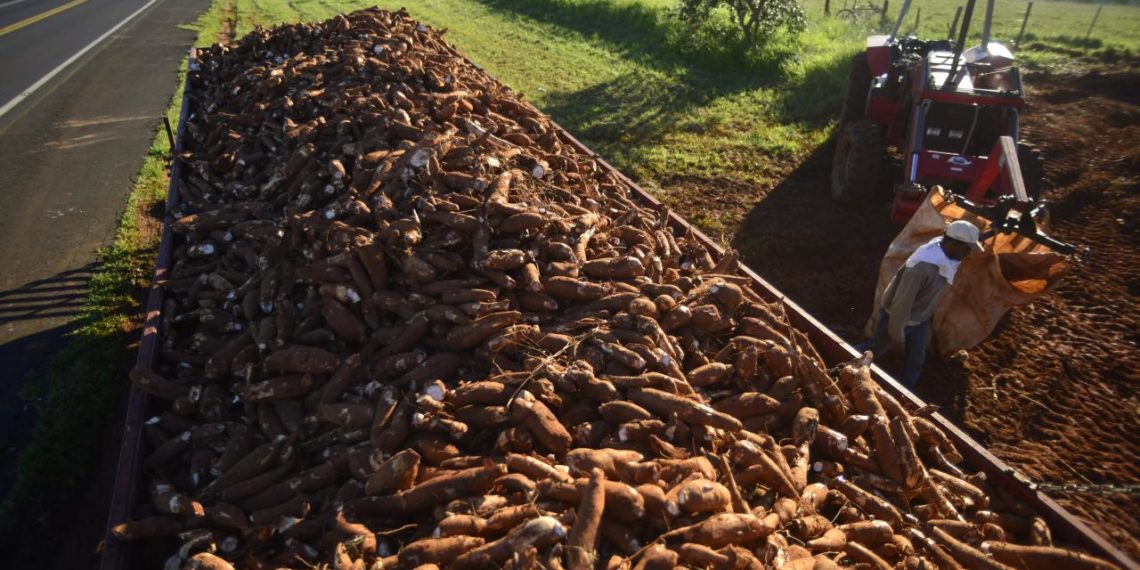 Preço da mandioca bate recorde e pode subir ainda mais. Entenda