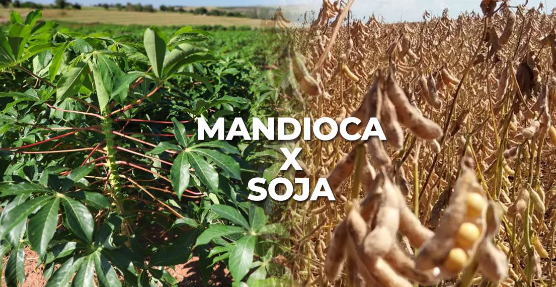 Valorizada, mandioca atinge melhor rentabilidade que a soja