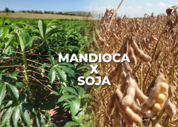Valorizada, mandioca atinge melhor rentabilidade que a soja