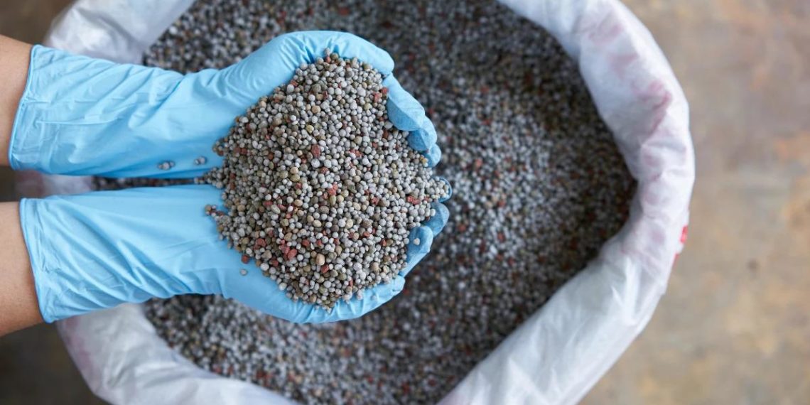 Conheça o adubo ideal para mandioca e tenha bons resultados no plantio